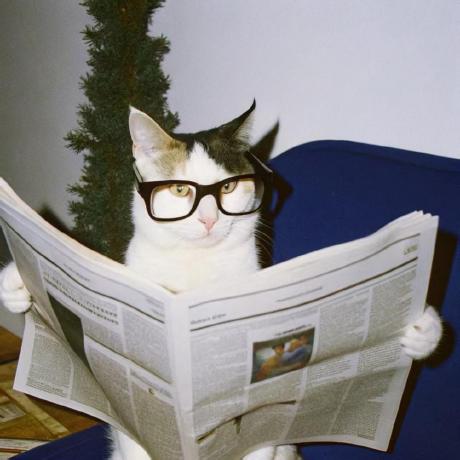 Github Yuwentianhao Cybercat Version Control For Cybercat In Class - Premium Dark Art Gallery - HD