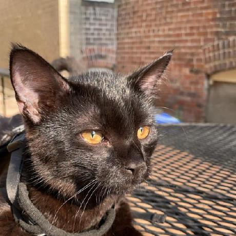 Tommy Layton Github - Geometric Patterns - Incredible HD Collection