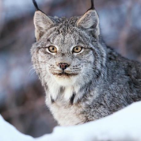 Kimeritenko Mary Frye Github - 8K Abstract Designs for Desktop