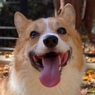 Github Vasia Assembler Gachi - Download Perfect Colorful Texture | High Resolution