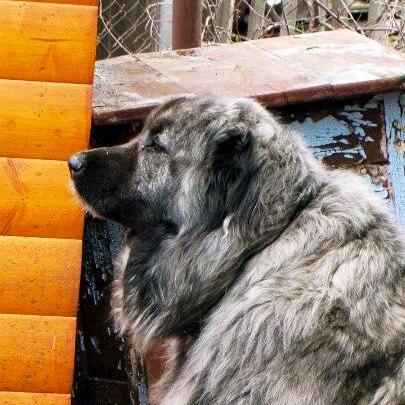 Github Shaitanzx Fooocus Extend Focus On Prompting And Generating - Download Classic Vintage Background | 4K