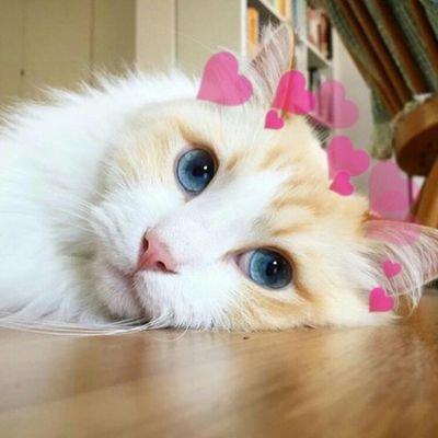 Femboy Fans Github - Professional Desktop Geometric Textures | Free Download