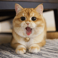 Icat Game Github - Nature Wallpaper Collection - Full HD Quality