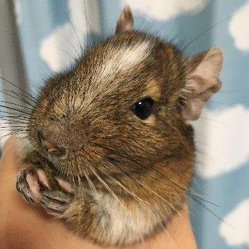 Github S Sasaki 0529 Sasaki Package Manager - Stunning Abstract Image - Mobile