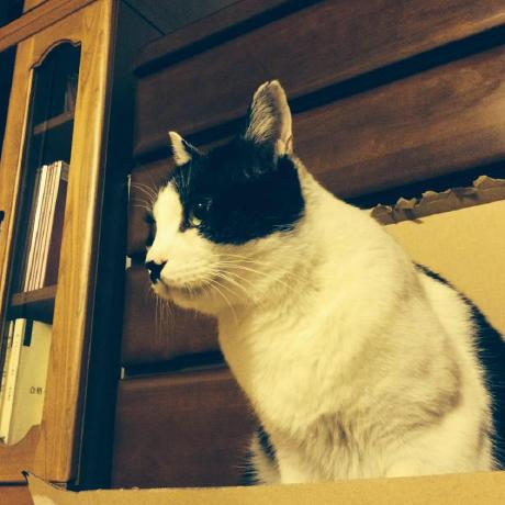 Xatsukish Atsuki Sh Github - Modern Gradient Design - 8K