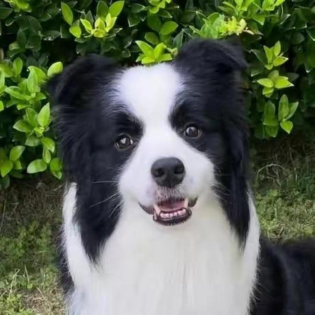 Weiqing 27 Github - Stunning Mountain Art - Mobile