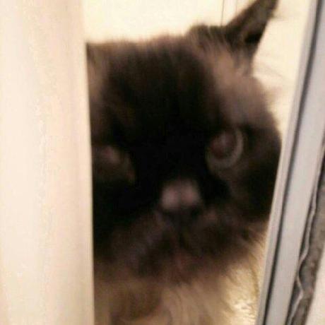 Github Gummoni Chartexamples - Download Amazing Nature Picture | Ultra HD