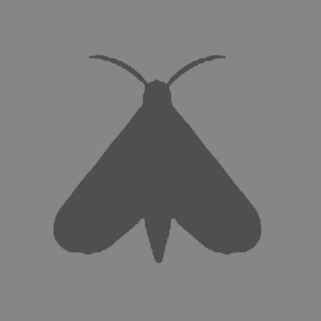 Moth Github - Amazing 8K Dark Images | Free Download
