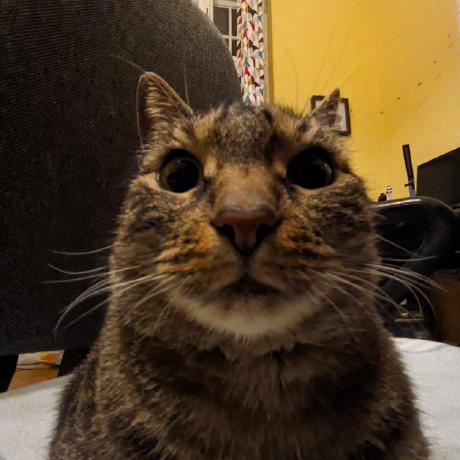 Github Stachugit Cathack Github