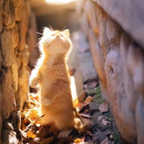 Github Mehrshadg Lzc Paper - Desktop Dark Wallpapers for Desktop