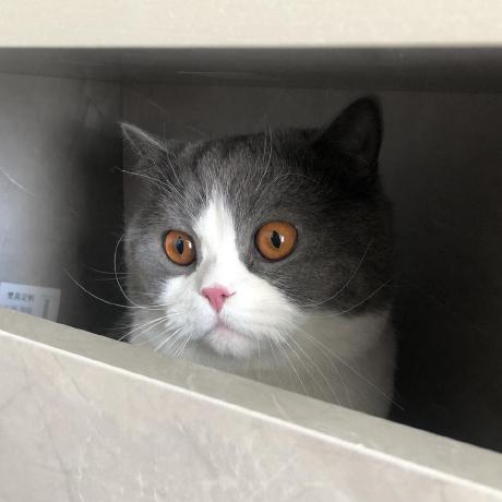 Code Issue 2 Grassbro Ocor Github - Best Vintage Photos in 4K