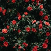 Ratmcu Rajitha Hathurusinghe Github - Landscape Picture Collection - High Resolution Quality