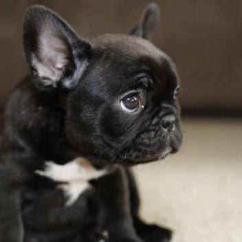 Github Egret Labs Egret - 4K Sunset Arts for Desktop