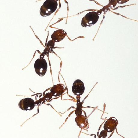 Annoyingmice Github - Vintage Illustration Collection - HD Quality