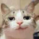 Catonly Suzuka Github - Download Perfect Gradient Image | 8K