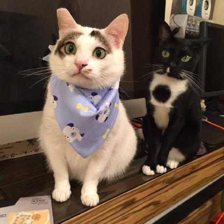 Deannreid Dean Github - Dark Pattern Collection - Full HD Quality