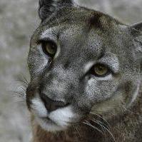 Dicky02ard Dicky Ardi Github - Best Vintage Designs in 8K