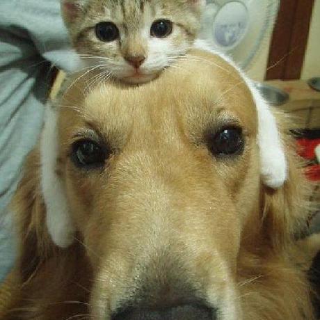 Jiangpan Bp Github - Dark Patterns - Beautiful HD Collection