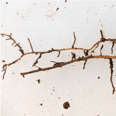 Agroecology Lab Github - Ocean Illustration Collection - Mobile Quality