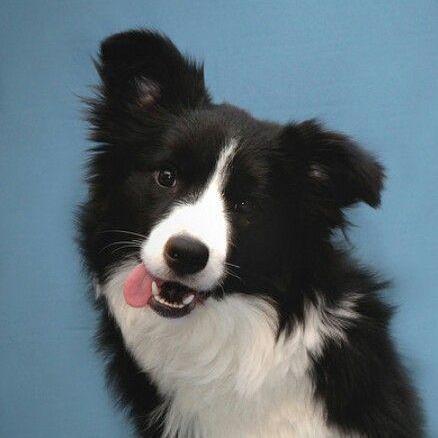 Amenid Github - Premium Landscape Background - Mobile