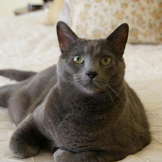 Github Farmingyard Shufflenet This Is A Fast Caffe Implementation Of - Download Beautiful Colorful Photo | 4K