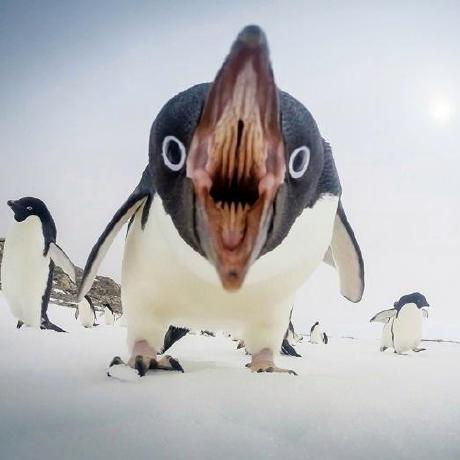 Shannen Github - Perfect Ultra HD Colorful Pictures | Free Download