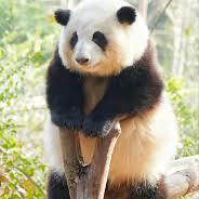 Dog Excited Github - Premium Abstract Photo Gallery - 4K