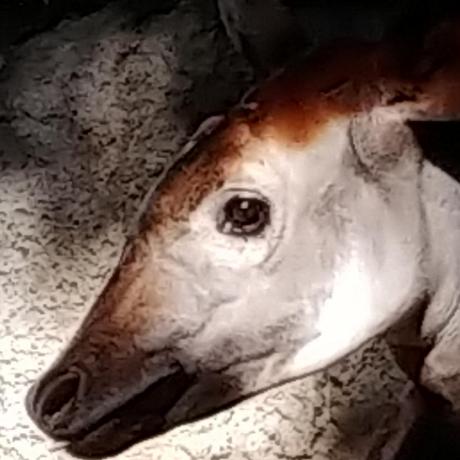 Okapi Github - Download Modern City Image | Ultra HD