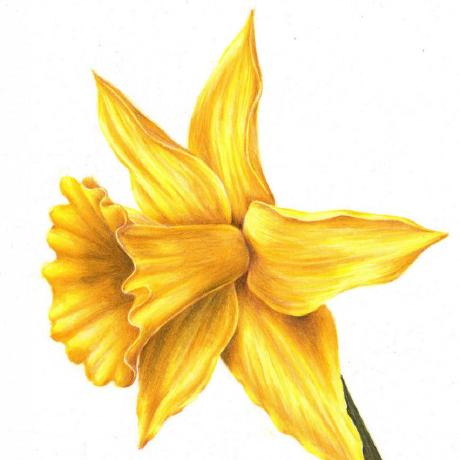 Github Apache Daffodil Apache Daffodil - Geometric Texture Collection - 8K Quality