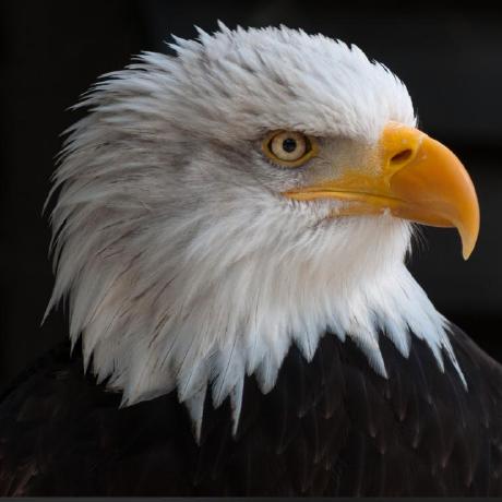 Taraitapaswini71 Tapaswini Tarai Github - Professional Full HD Minimal Designs | Free Download