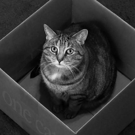 Scchrodinger Schrodinger Github - 8K Vintage Patterns for Desktop