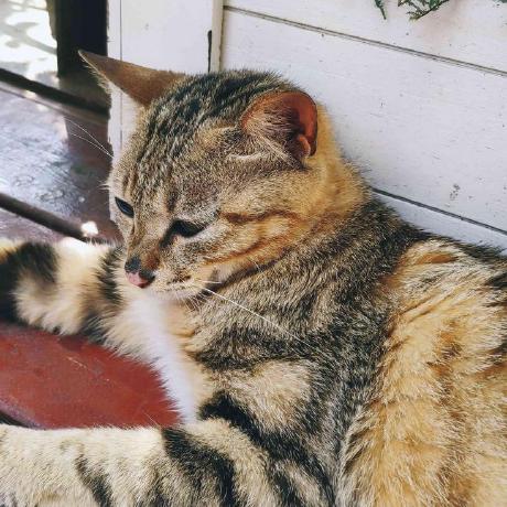 Roquet Vie Github - Download Artistic Minimal Image | Ultra HD