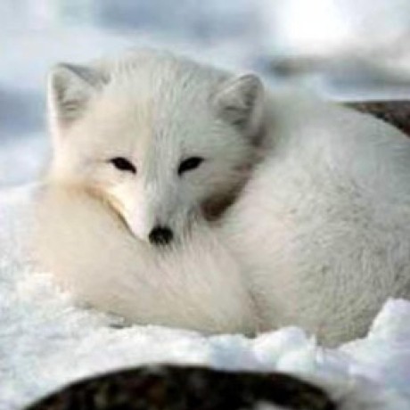 Arctic Fox Tech Github - Nature Designs - Stunning Mobile Collection