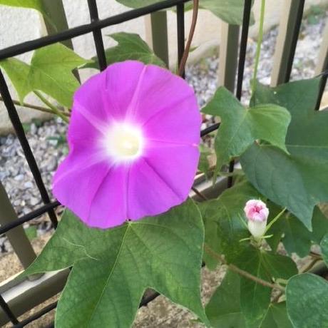 Ard Tsuchiya Github - 4K Space Designs for Desktop