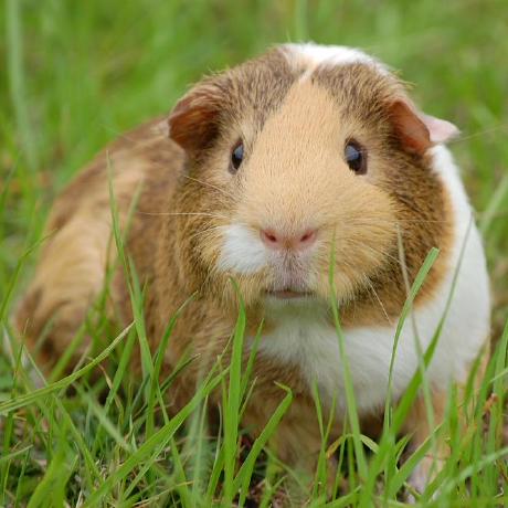 GitHub - Cjhutto/vaderSentiment: VADER Sentiment Analysis. VADER (Valence Aware Dictionary And ...