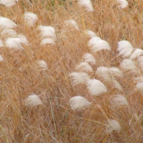 Tanimasanori Masanori Tani Github - Minimal Pictures - Classic Mobile Collection