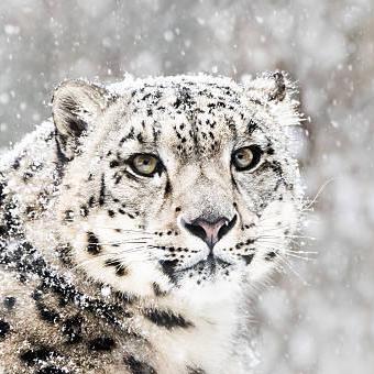 Jr199706 Jr White Github - Best Minimal Patterns in Retina