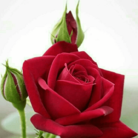 Remya 2020 Github - Artistic Ultra HD Abstract Wallpapers | Free Download