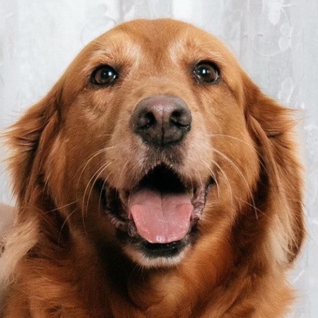 Github Mencelk Golden - High Quality Mountain Art - Full HD