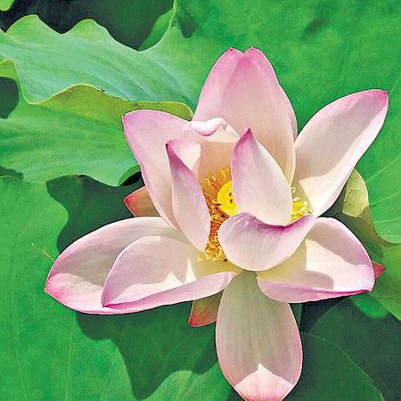 Github Yuyukunkun Chanlun Py - Download Creative Landscape Texture | Mobile