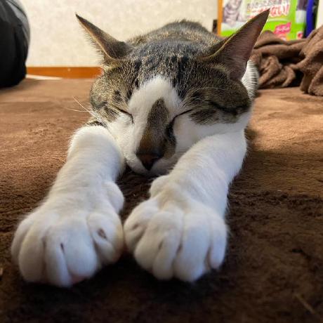 Ale Ogawa Github - Gradient Photo Collection - Ultra HD Quality