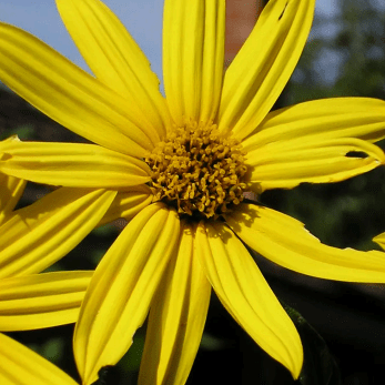 Sk Primotech Github - Mobile Geometric Textures for Desktop