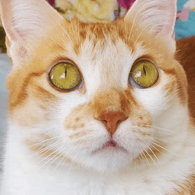 Manoguinas Aguinaldo Martins Github - Minimal Textures - Modern Desktop Collection