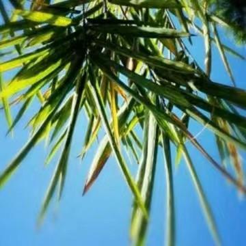 Water Boundary Github - Vintage Image Collection - HD Quality