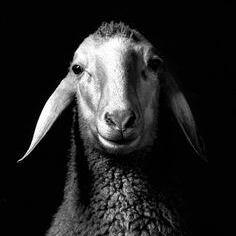 Shepherd Github - Best Light Arts in Ultra HD