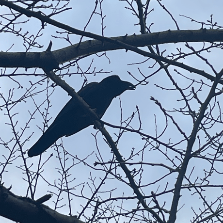 Releases Rogerwang86 Altair Github - Abstract Design Collection - High Resolution Quality