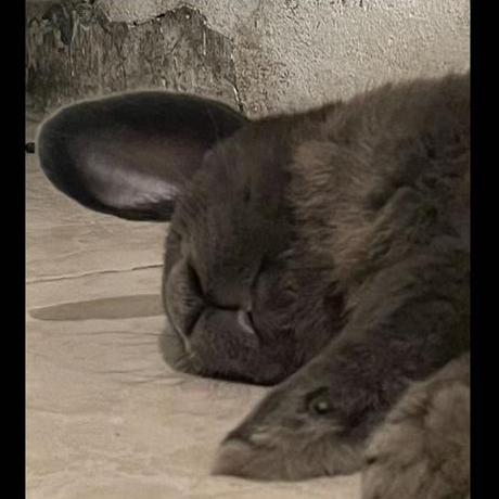 Aber Tooth Github - Best Sunset Textures in Desktop