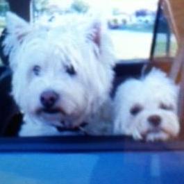 Dleifert1007 Dana L Github - Professional Gradient Texture - Mobile