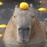 Github Maisy Archive Mock - Modern Light Pattern - High Resolution