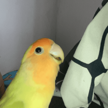 Chakyeth Chak Yeth Github - Premium Dark Illustration Gallery - 8K